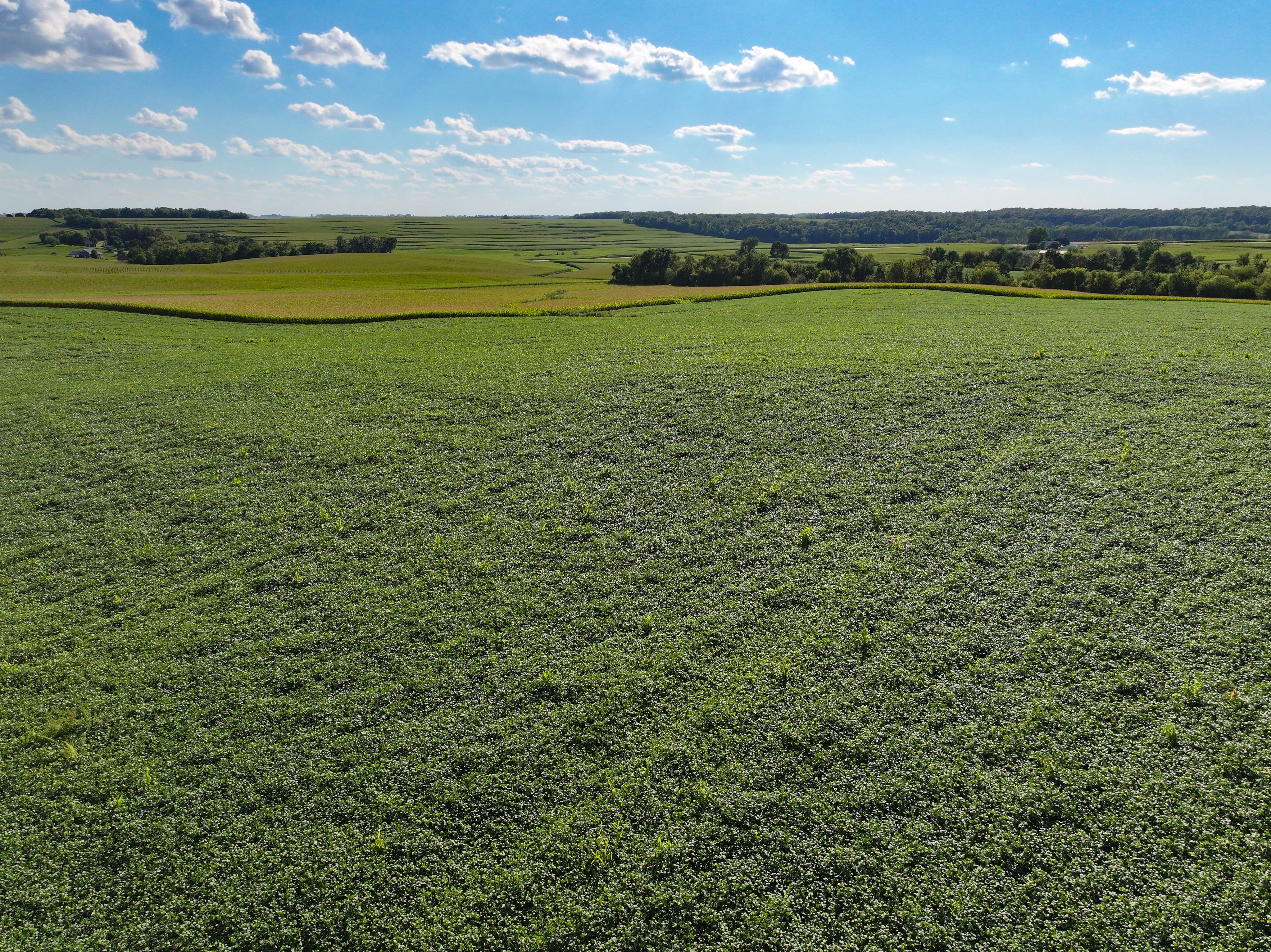 Listing Photo: 27-Postville IA Land Auction